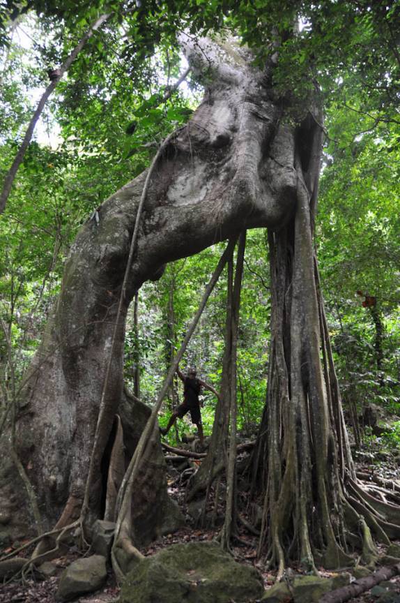 Incrível figueira na cratera do The Quill, em Statia - Caribe